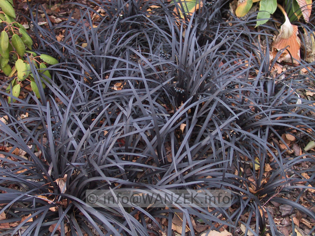 Ophiopogon planiscapus Nigrescens 06.JPG